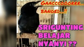 Download lagu Burung srigunting hitam belajar nyanyi (gacor kicauannya) mp3
