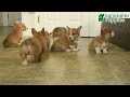 Welsh Corgi Pembroke dogs for sale: Clementine - Video 1