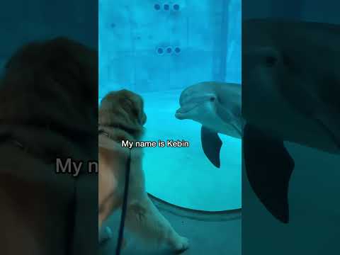 My dog meets a dolphin #goldenretriever