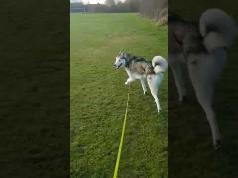 Batson's Happy Dogs video.