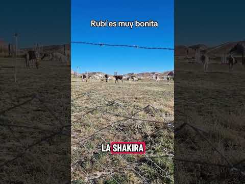 La rubi es una bonita ejemplar aquí en #curahuara_de_carangas #Oruro #Bolivia