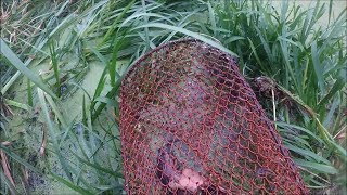 Где на урале ловят дикую ондатру