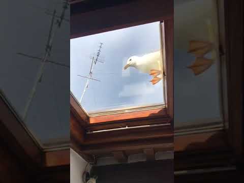 Il gabbiano sul lucernario