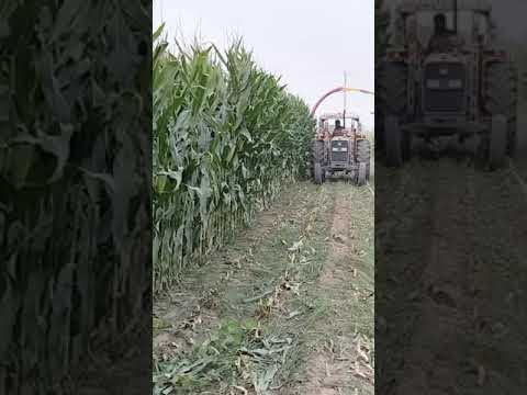 maqci cotting   of jdded  tinice