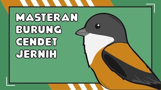 Download lagu CENDET - Master Masteran untuk Burung Cendet Paud Ngekek Gacor Konslet Paling Jernih dan Panjang mp3 Download lagu CENDET - Master Masteran untuk Burung Cendet Paud Ngekek Gacor Konslet Paling Jernih dan Panjang mp3