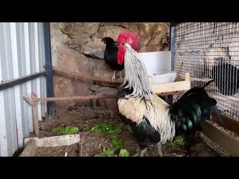 Denizli Horozu Ötüşü Pamukkır