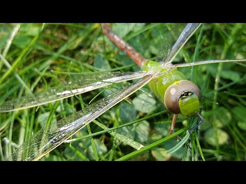 Giant Dragonfly Close Up | Never Seen One Like This [Green Darner]