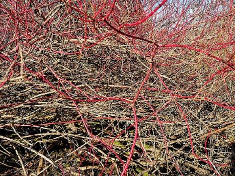 Om kornell och vinterbeskärningen