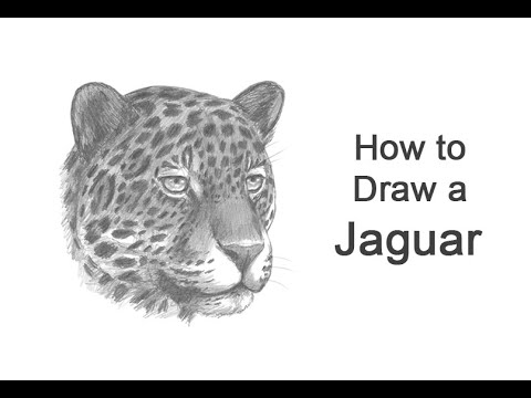 How to Draw a Jaguar (Head Detail)
