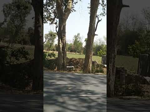 27 Bigha Commercial Land for Sale in Nighasan, Lakhimpur Kheri