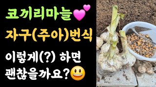 코끼리마늘???? 자구(주아)번식???? 이렇게(?)하면 괜찮을까요?