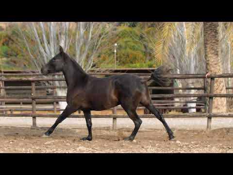 Gray Spanish Filly (feb 2020)