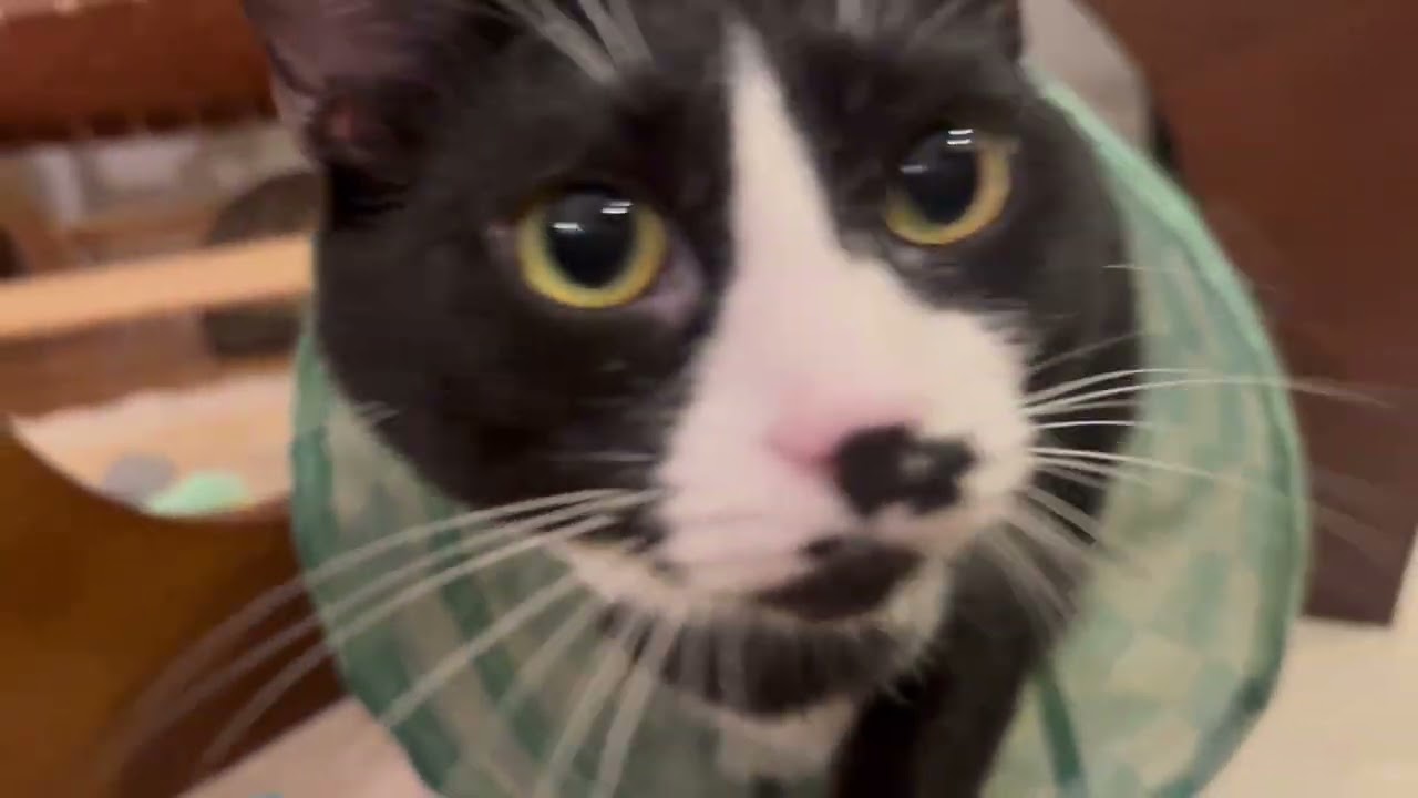 Enlarge Paradise, a Adoptable Domestic Short Hair in New York, NY video 6/6