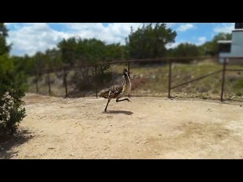 Stompy gets the zoomies at Alveus