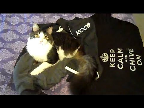 Chive Cat Saturday