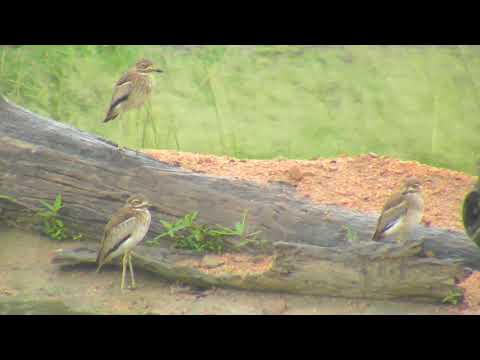 Djuma: Water Thick-knees - 02/14/19