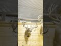 Max shed his #antlers    #whitetaildeer #hunting