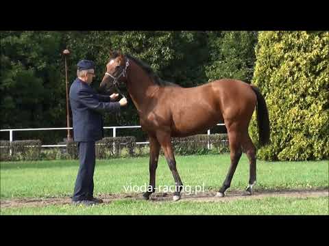 klacz Altamura (Star Poker - Amarna) ur.7.03.2017, przegląd jesienny w SK Krasne, 27.09.2018