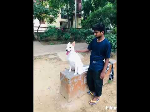 Mintbowl dog wheelchairs India Woofy enjoy to Walk again Mob 9979035679 paralyzed handicap dog cart