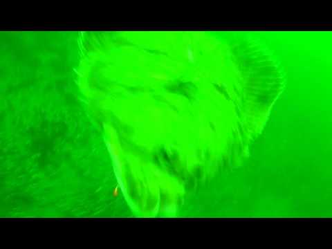 Fladfisk angriber Water Wolf, og følger med op mod overfladen