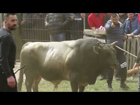 ZEKO MALJ OD TANASIĆA I GOLUB OD JUKIĆA POSUŠJE 2023 KORIDA