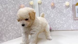 タイニープードルの動画01