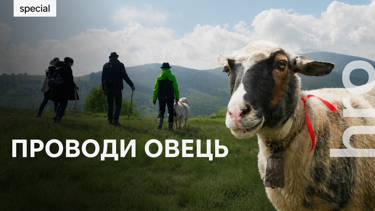 «Щоб їх вовки не забрали». Як гуцули проводжають овець на полонину / hromadske
