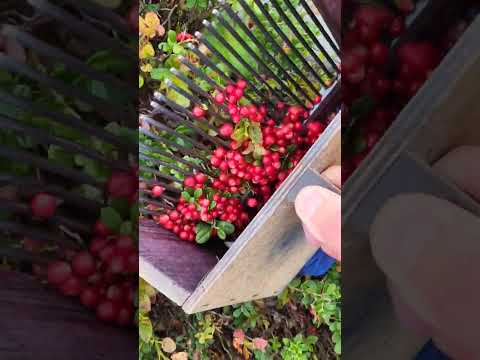 チョークベリー 植物