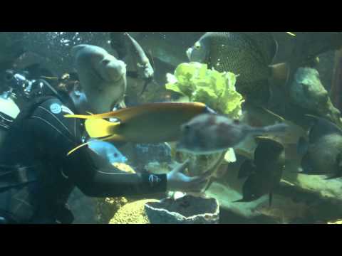 New England Aquarium  - The Tank HD