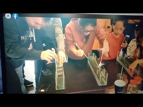 2019/12/21鬥魚游泳🏊比賽（半月鬥魚VS. 2隻 pK鬥魚）