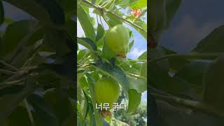 너무 굵어서 걱정인 홍로