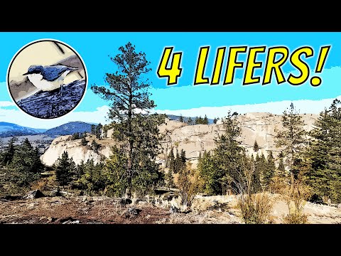 Mind-blowing Birds at Skaha Bluffs of BC Interior