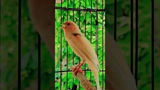 Download lagu Masteran burung kenari gacor panjang #burung #canary #canarysinging #canarias #kenarigacor mp3
