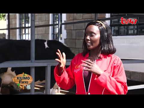 Modern Cowshed: Why where your cow sleeps matters with MK Dairy Farm | Kilimo Diaries