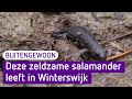 Uiterst zeldzame kamsalamander leeft in Winterswijkse steengroeve - BuitenGewoon