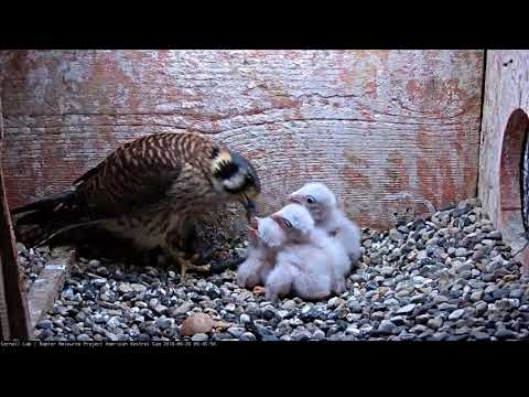 Early Morning Feeding Bout On Wisconsin Kestrel Cam – June 20, 2018