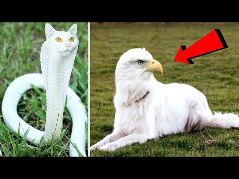 Animale Care Se Nasc Doar o Data La 1000 De ANI