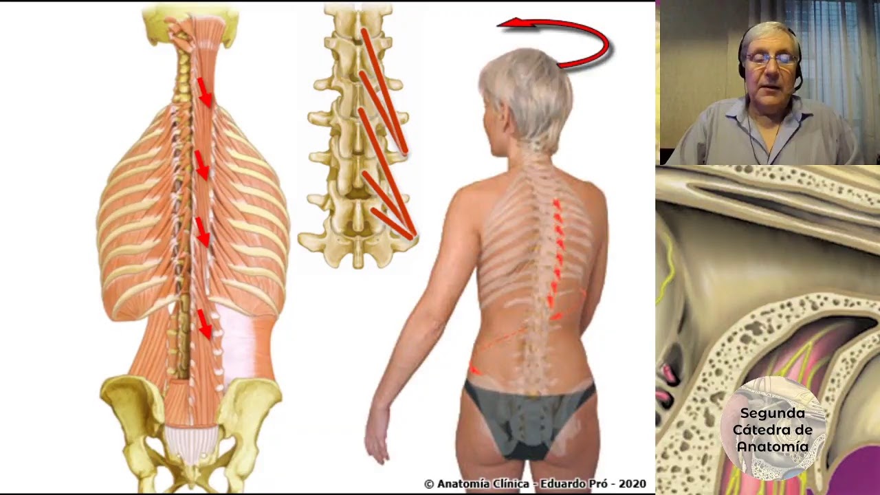 (2020) L2 | Dorso | Profesor Eduardo A. Pró | Anatomía 2 | FMed UBA