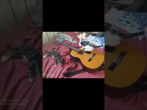 Miau Miau Miau Miau Miau