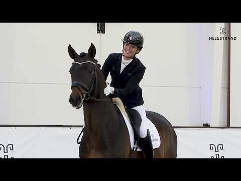 Incredible by Indian Rock / For Romance I - stallion born 2019 (GER)