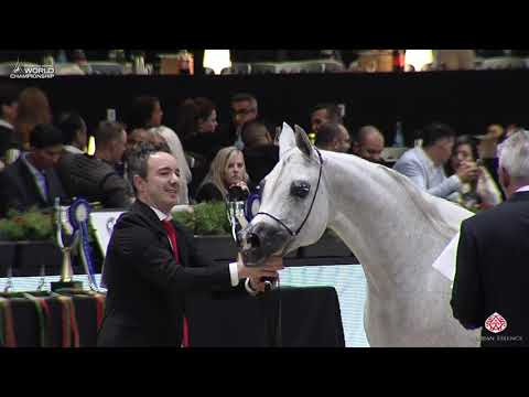 N 74 MY WHOS THAT GIRL   Paris 2019   Senior Females Class 3B