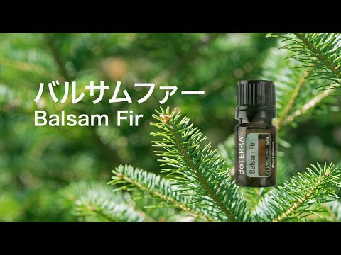 バルサムファー 植物