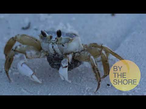 Module 3 Beach Video