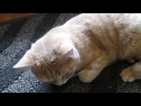 download lagu mp3 mp4 Pussi Kat, download lagu Pussi Kat gratis, unduh video klip Pussi Kat