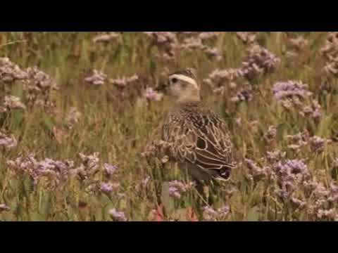 Juvenile Dotterel in the slufter 🔴