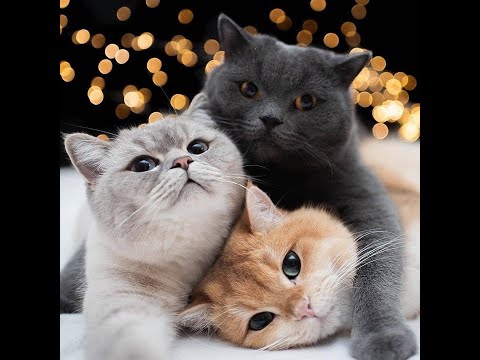 TOP 10 REASONS WHY ADAM LOVES OBYN AND OCEAN OBYN!!!!!!!