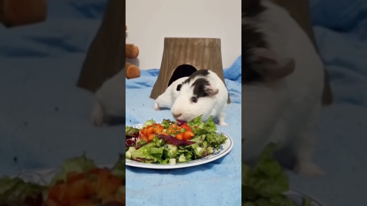 Enlarge Pedro, a ADOPTABLE mixed breed in Hamilton, ON video 3/3