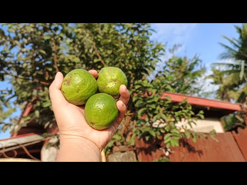 PICKING GUAVA ,SUNDAY MORNING