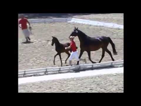 Finest - Stutfohlen La Finess