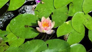 Outdoor Pond Update (8/26/25)